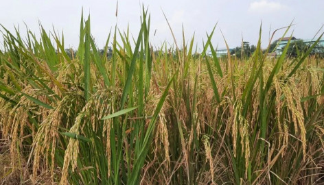 4,7 Ribu Hektare Sawah di Tangerang Masih Dapat Ditanami Padi Saat Kemarau