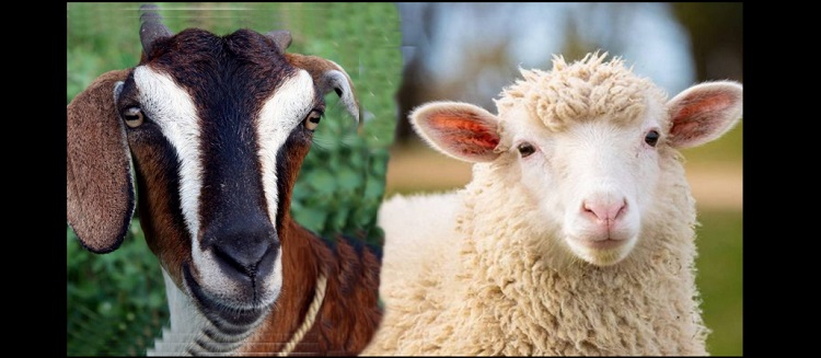 Wajib Tahu! Ini Perbedaan Kambing dan Domba Jelang Idul Adha