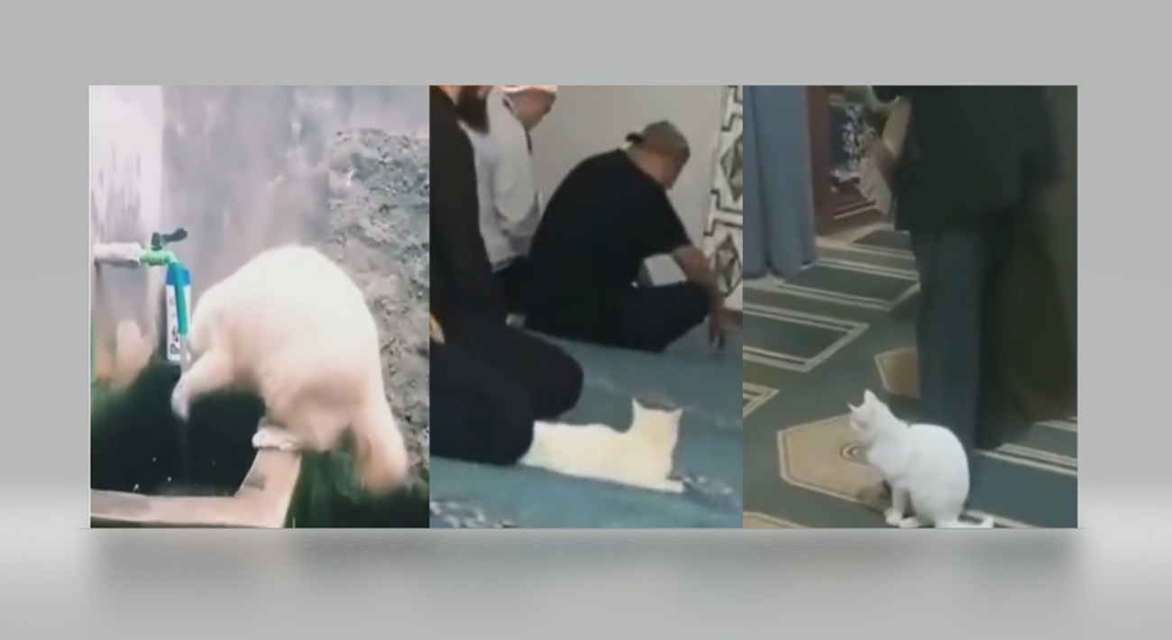 Subhanallah! Kucing Ini Wudhu dan Ikut Sholat Berjamaah di Masjid