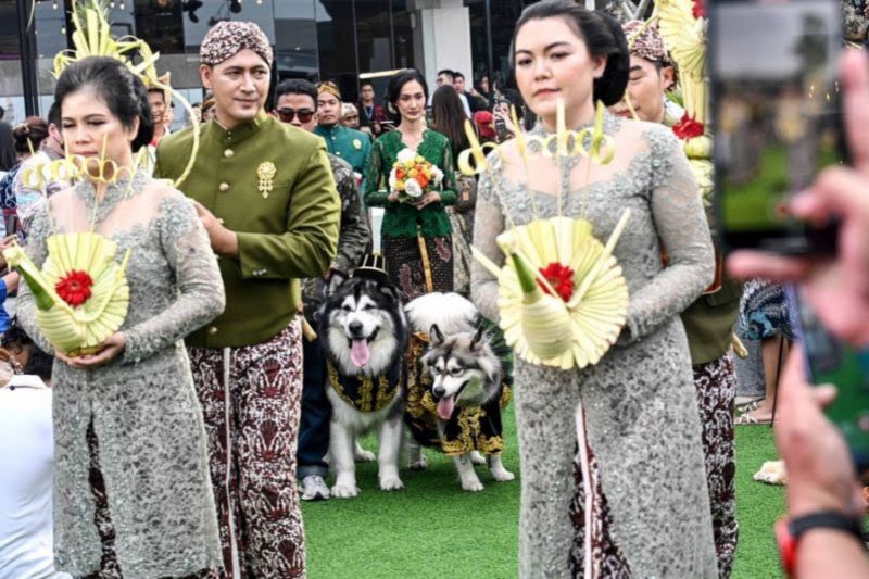 Sesalkan Kasus Pernikahan Anjing Adat Jawa, Ini Langkah yang Diambil Pemprov Yogyakarta