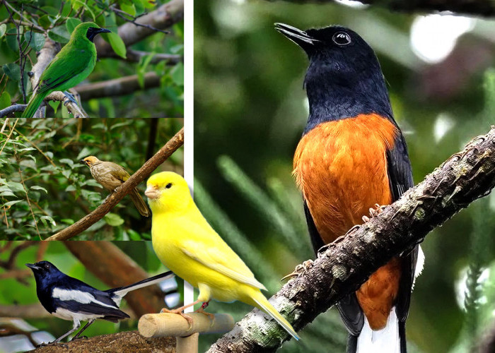 5 Burung Kicau Paling Mahal di Indonesia, Harganya Ada yang Sampai Ratusan Juta!