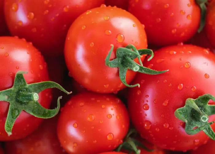 5 Manfaat Tomat untuk Kesehatan, Bisa Tingkatkan Penglihatan hingga Turunkan Berat Badan
