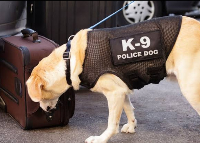 Anjing K9 Berhasil Lacak 90 Ribu Gram Sabu dan Ganja, 8 Orang Tersangka