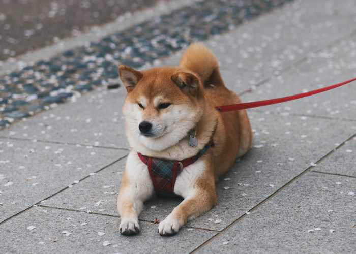 Harga Anjing Shiba Inu yang Imut Ini Mulai dari Rp15 Juta: Intip Yuks Cara Merawatnya