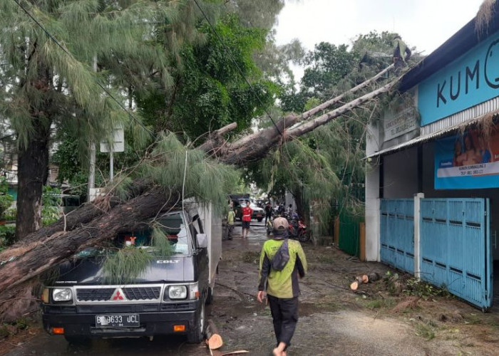 Diterjang Hujan Angin, 23 Pohon Ambruk di Jakarta, 4 Orang Luka-Luka 1 Mobil Ringsek
