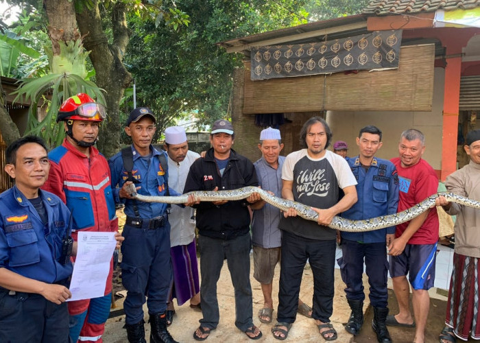 Seekor Ular Sanca Batik Panjang 4 Meter Dievakuasi Petugas Damkar Dari Pemukiman Warga di Bekasi