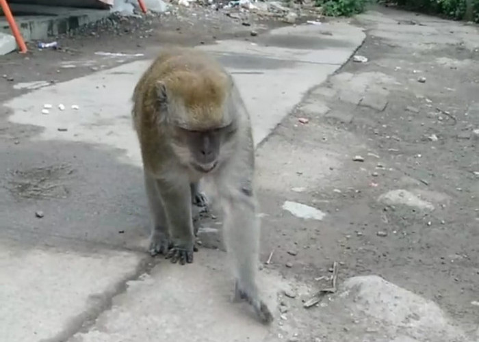 Monyet Liar Berkeliaran di Lingkungan Sekolah SDN 03 Bekasi, Membahayakan Murid