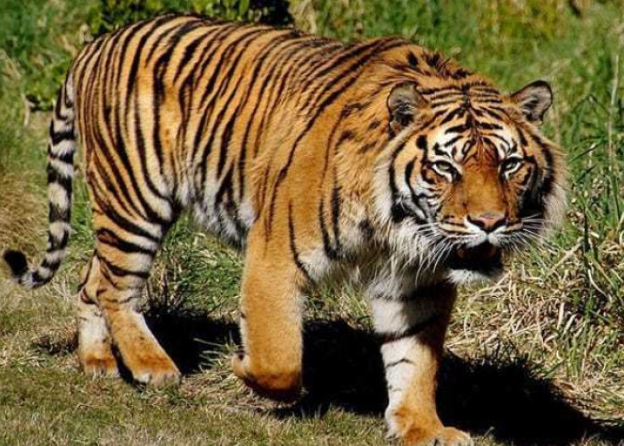Ternyata Ini Alasan Kenapa Manusia Dilarang Membelakangi Harimau
