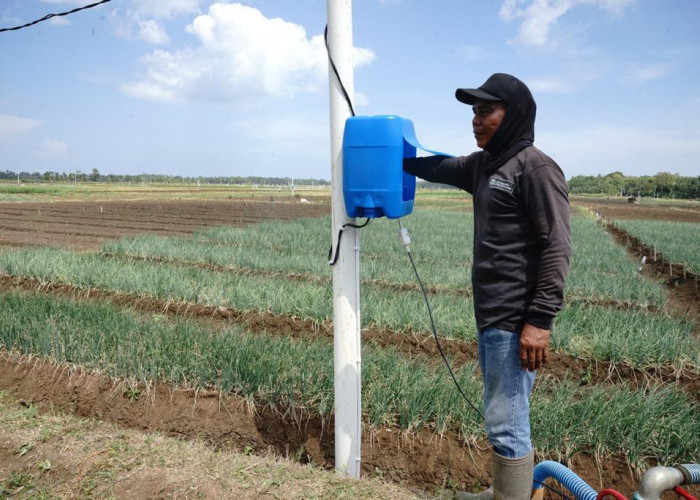  Program Electrifying Agriculture PLN Sukses Tekan Biaya Operasional Petani Bawang Merah Hingga 90 Persen