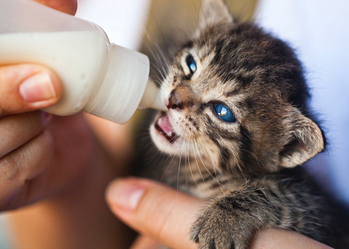 Cara Merawat Kucing Baru Lahir Gak Sembarangan: Ini 5 Langkah yang Harus Kamu Lakukan