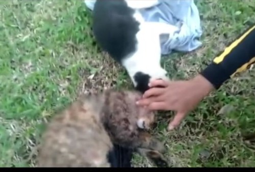 Alasan Brigjen NA Tembak Kucing di Sesko TNI Bandung: Jaga Kebersihan dan Kenyamanan