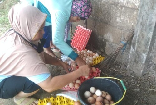 Duh! Harga Telur Ayam di Yogyakarta Tertinggi Sepanjang Tahun 2022