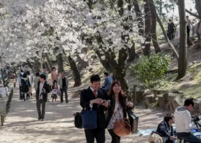 5 Tips Menikmati Indahnya Bunga Sakura di Jepang, Mau Coba Sensasinya?