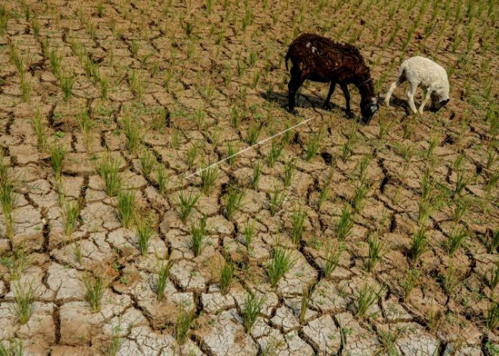 El Nino di Depan Mata, Pemda Wajib Antisipasi Potensi Kekeringan 