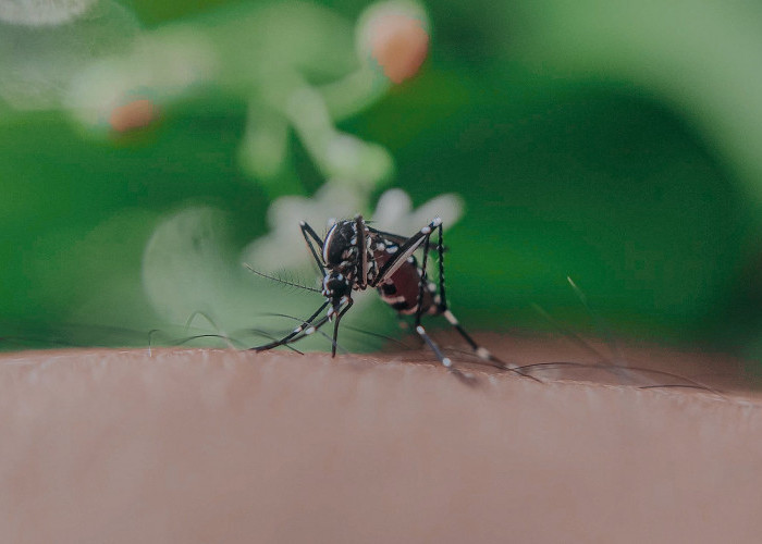 Dengan Nyamuk Wolbachia, Australia dan Kolombia Sukses Tekan Kasus DBD Lebih dari 90 Persen
