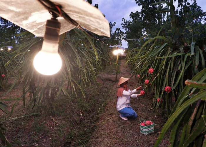 Program Electrifying Agriculture PLN Sukses Dukung Produktivitas 6.167 Petani di 197 Lokasi di Indonesia
