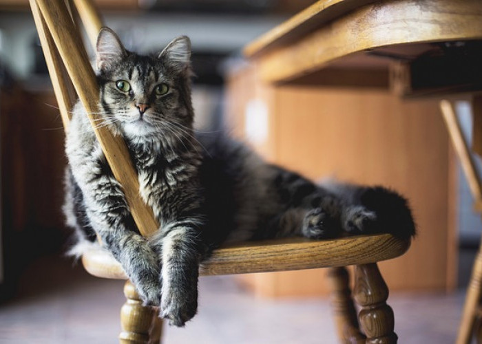 Alasan Mengapa Kucing Suka Melihat ke Jendela, Apa yang Ada Dalam Pikiran Si Meong?