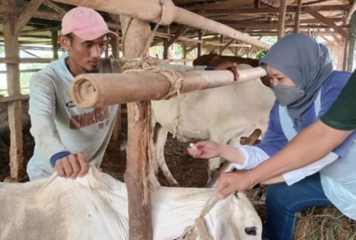 Jamin Kesehatan Hewan Ternak Jelang Lebaran, DPKP Tangerang: 6.000 Populasi Sapi Lokal Sudah Divaksinasi