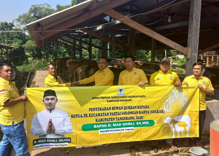 Golkar Kabupaten Tangerang Bagikan Sapi dan Kambing