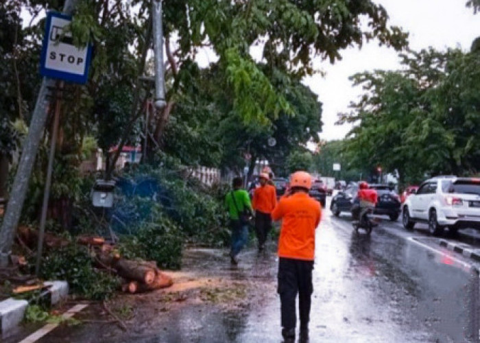 Hari Ini, Pohon Tumbang Tersebar di Wilayah Ibu Kota DKI Jakarta