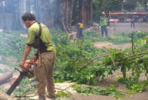 Waspada! Jakarta Masih Rawan Pohon Tumbang, Ada Warga Minta Pemangkasan via Aplikasi