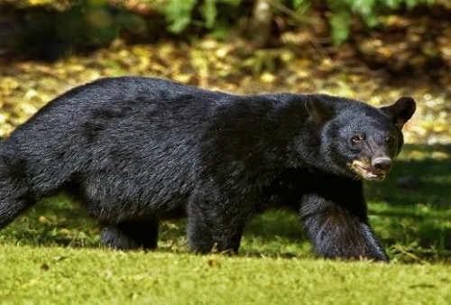 Ngeri! Pasutri di Solok Sumatera Barat Diserang Beruang saat Pulang dari Ladang