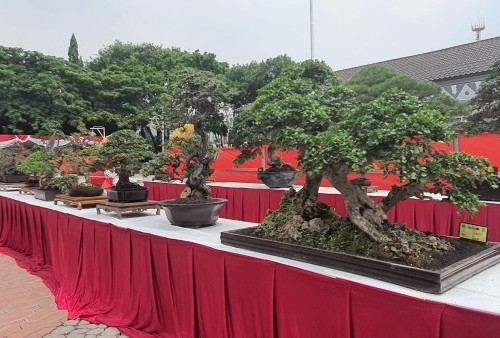 Kontes Bonsai Patriot Tingkat Nasional, Ratusan Pohon Perebutkan Piala Wali Kota Bekasi