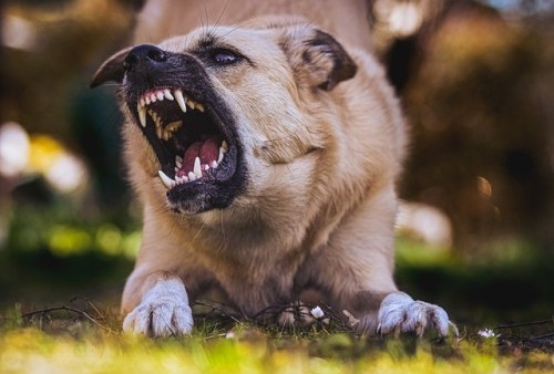 Anak 4 Tahun Meninggal Dunia setelah Digigit Anjing Rabies, Ternyata Tidak Divaksin Antirabies