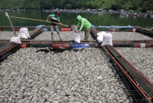 Keracunan, Puluhan Ton Ikan di Waduk Darma Kuningan Mati 