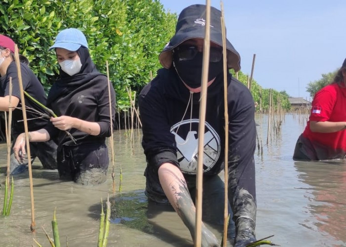 Jaga Ekosistem dan Antisipasi Abrasi, Warga Pesisir Pantai Bekasi Ramai-Ramai Tanam Mangrove 