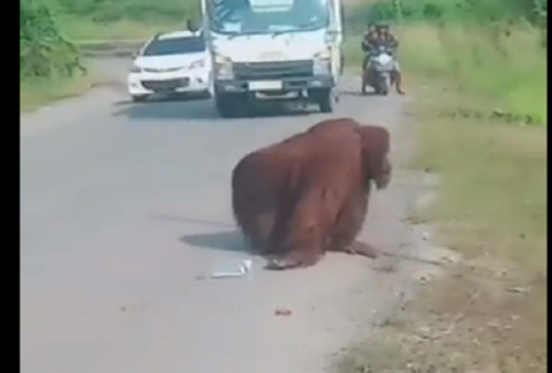 Viral Orangutan Masuk ke Jalan Raya di Kalimantan Timur, Imbas Pembabatan Hutan?