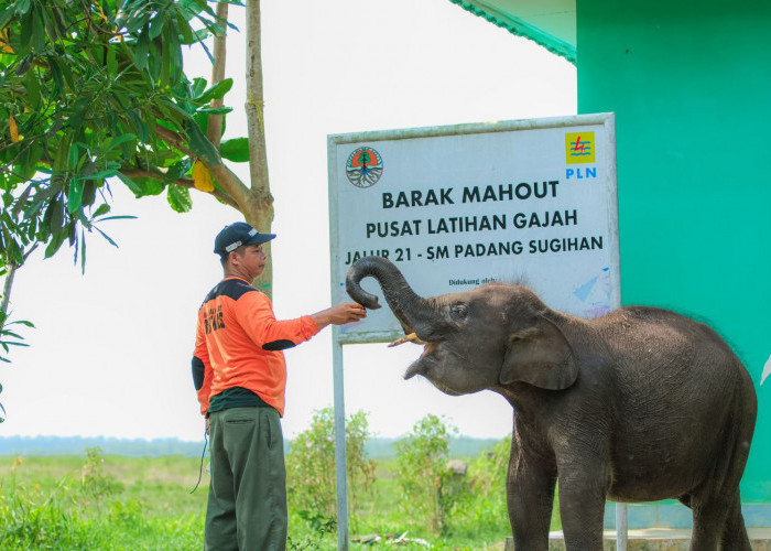 PLN Ikut Aktif Lestarikan Gajah Sumatra, Sediakan Kendaraan Patroli Hewan