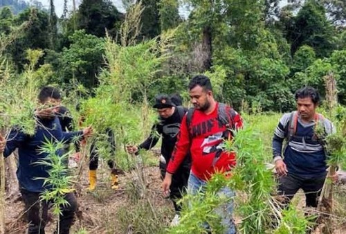 Wow! Polisi Cabut Ribuan Batang Tanaman Ganja di Ladang 6 Hektare Pedalaman Bireuen Aceh