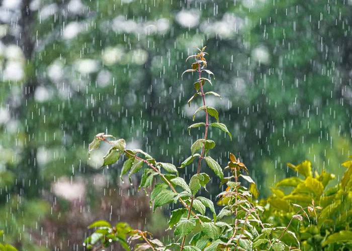 Penting Banget! Tips Menjaga Kesehatan Tubuh ketika Musim Hujan Melanda