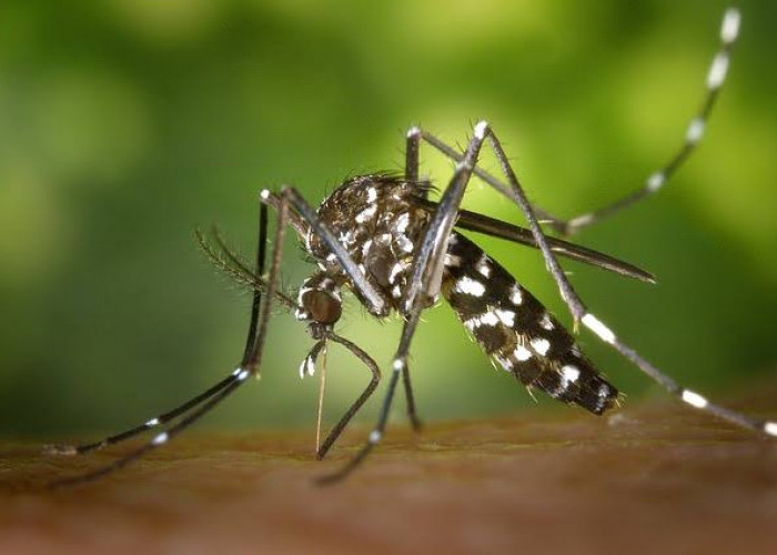 Waspada DBD, Ini 6 Tips Mengatasi dan Mengusir Nyamuk di Rumah