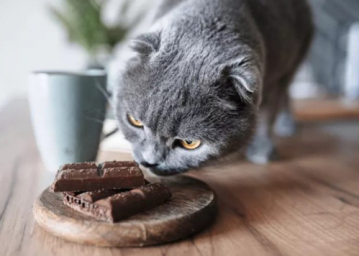 Terungkap! Ini Alasan Mengapa Kucing Tidak Boleh Makan Cokelat
