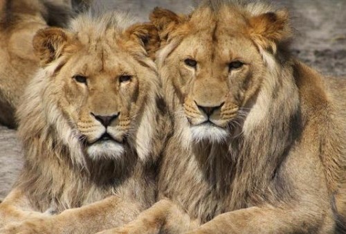 Tiga Singa di Kebun Binatang Ini Terinfeksi Covid-19 Varian Delta, Tertular dari Penjaganya