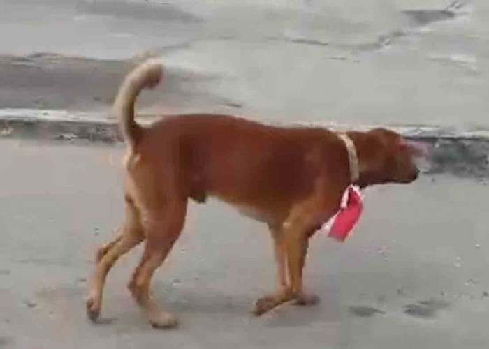 Kronologi Pegawai Perusahaan Sawit Ikat Bendera Merah Putih di Leher Anjing, Kini Minta Maaf