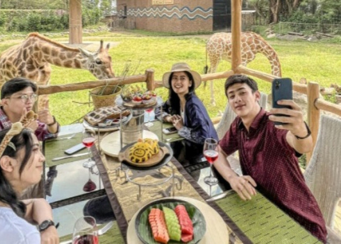 Royal Safari Garden: Nikmati Pengalaman Makan Siang Bersama Jerapah, Dijamin Betah Banget! 