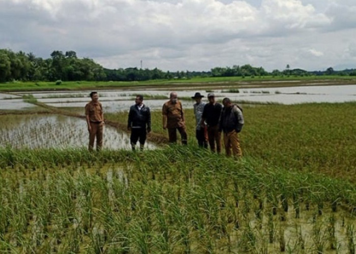 113 Hektar Sawah di Kabupaten Tangerang Terkena Puso, Petani Ditaksir Merugi Hingga Ratusan Juta Rupiah