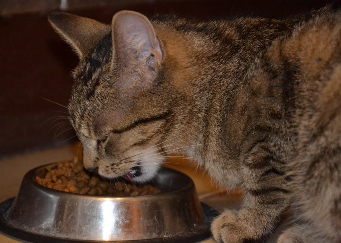 Rekomendasi 3 Makanan Kucing yang Bisa Buat Bulunya Tebal dan Gembul