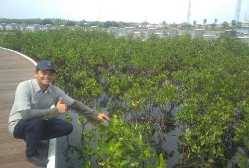 Melihat Ketapang Urban Aquaculture di Kawasan Pesisir Tangerang 