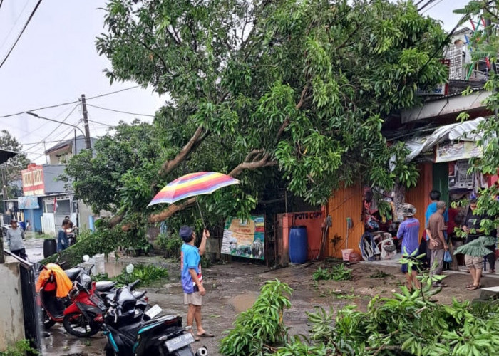 Cuaca Ekstrem, Hujan Disertai Angin Kencang Tumbangkan Sejumlah Pohon di Kabupaten Tangerang
