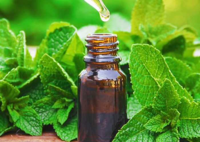 5 Manfaat Peppermint Oil untuk Kesehatan dan Kecantikan Kulit