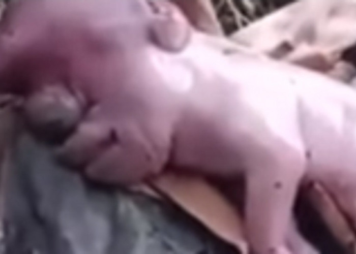 Fenomena Aneh! Warga NTT Temukan Babi Berwajah Mirip Manusia