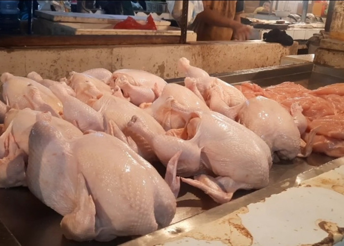 Jelang Pergantian Tahun, Harga Daging Ayam Potong Melonjak