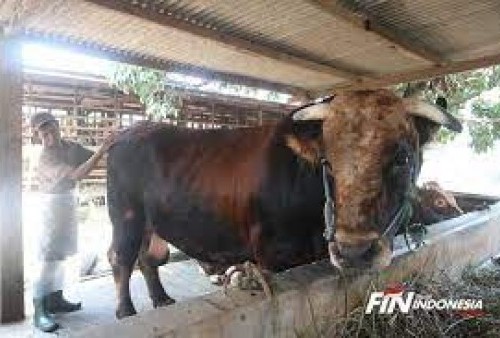 Daging Sapi Melambung Tinggi, PKS Bilang Jangan Ketergantungan Impor Daging Sapi