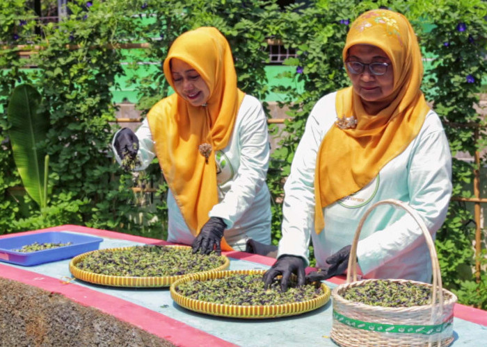 Berkat 'BRInita', Teh Herbal Jadi Produk Unggulan Poktan Bensor Semarang