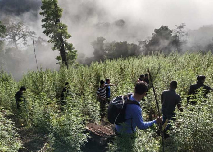Cek Lokasi Latihan, Tim TNI Temukan 8,9 Hektare Ladang Ganja di Hutan Lindung Nagan Raya
