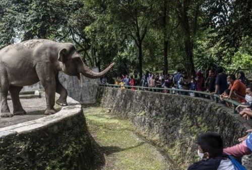 Gajah Sumatera Hamil Ditemukan Tewas di Lahan Konsesi, Diduga Makan Buah Beracun 